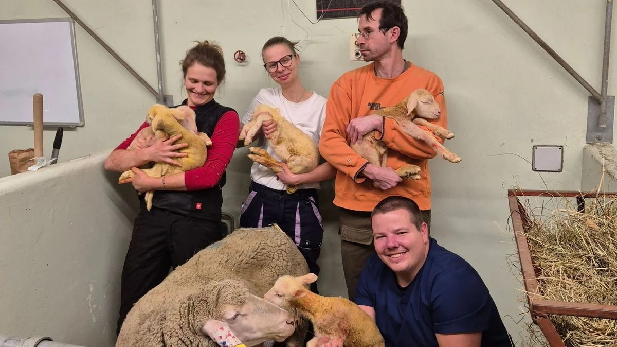 Ilustrace k článku: V Brně se narodila vzácná jehněčí paterčata, čtyři z pěti přežila